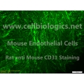 C57BL/6-GFP Mouse Primary Small Intestinal Microvascular Endothelial Cells